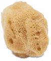 Sponges